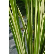 Acorus calamus variegata - Margalapis balinis ajeras 